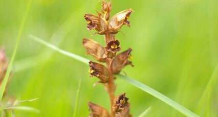 Orobanche amethystea