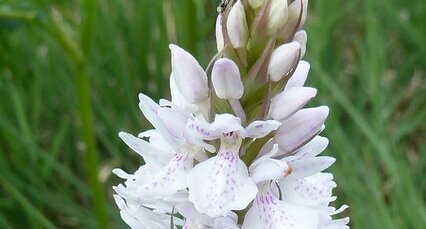 Orchidaceae Orchis - Orchis tacheté