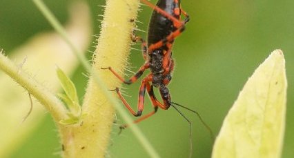 Rhinocoris iracundus