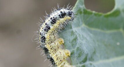 Chenille de la Piéride du chou