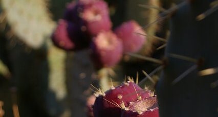 Figuier de Barbarie - Opuntia ficus-indica