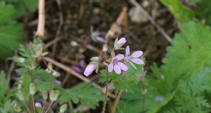 Erodium sp.