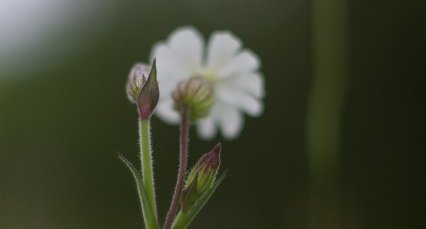 Silene latifolia -compagnon blanc