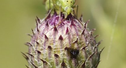 Adelphocoris sp. - sous réserve