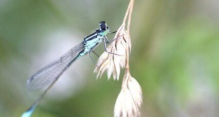 Agrion élégant mâle