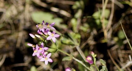 Centaurium sp