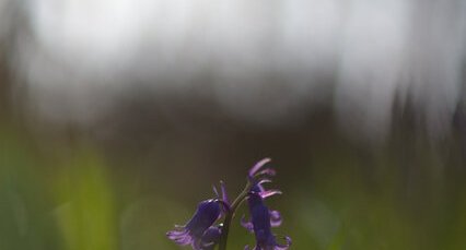 Jacinthe des bois