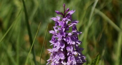 Dactylorhiza sp.