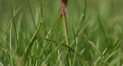 Luzule sp.