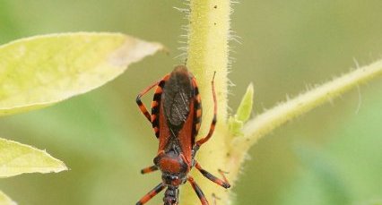 Rhinocoris iracundus