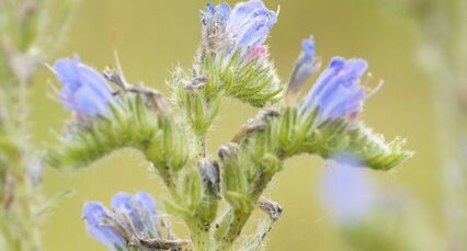 Bombus sp. sur une Vipérine