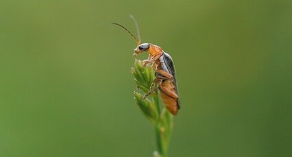 Cantharis sp.