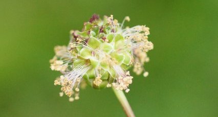 Fleur de Pimprenelle