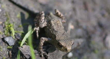 Crapaud commun - juvénile