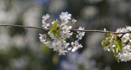 Cerisier en fleur (sous résèrve)