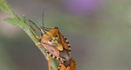 Carpocoris purpureipennis ou C. pudicus ?