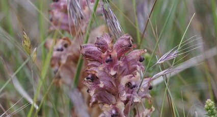 Orobanche sp