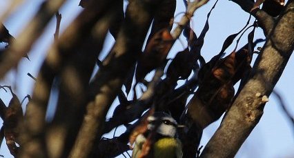 Mésange bleue