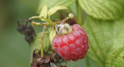 Dispute autour d'une framboise