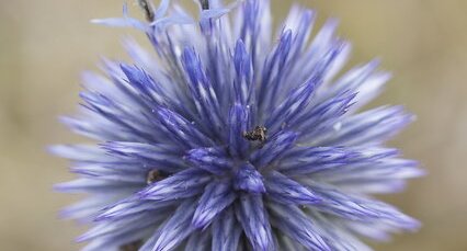 Echinops ritro