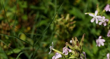 Saponaire officinale