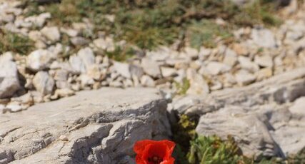 Papaver sp.