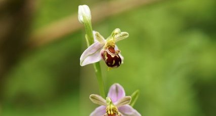 Ophrys apifera