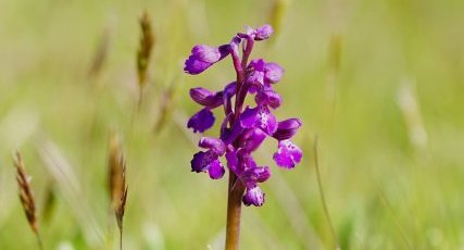 Orchis bouffon