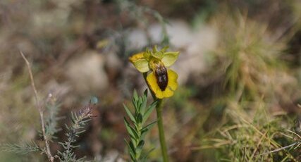 Ophrys jaune