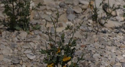 Pavot des Alpes rhétiques