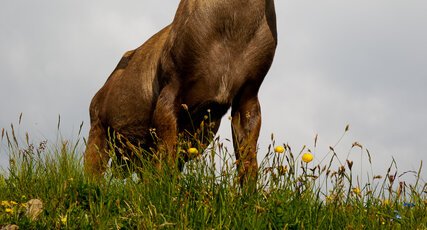 Bouquetin intrépide