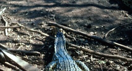 Crocodile rhombifer (Cuba)