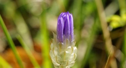 Catananche bleue