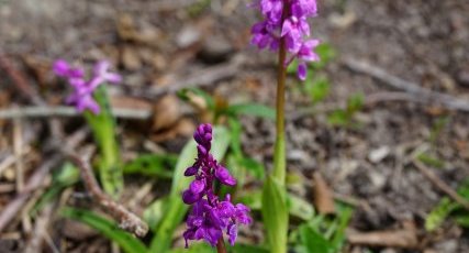 Orchis mâle