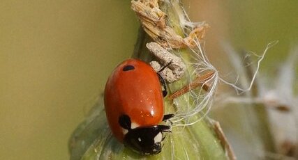 Variation de Coccinella septempunctata