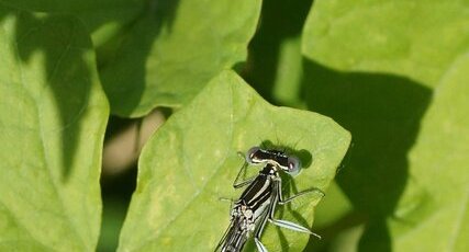 Agrion blanchâtre mâle