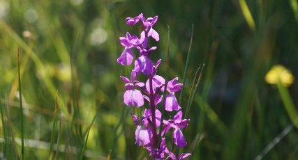 Orchis des marais