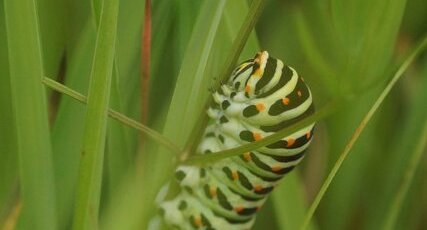 Chenille de Machaon