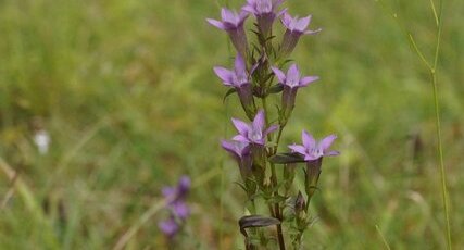 Gentianelle d'Allemagne