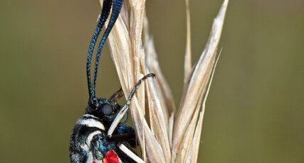 Zygaena occitanica