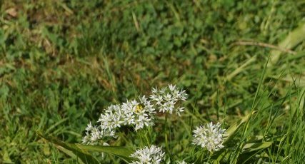 Ail des ours