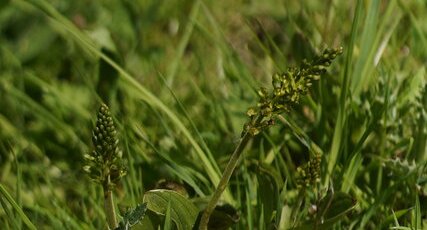 Listère à feuilles ovales