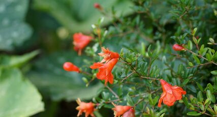 Grenadier à fleurs