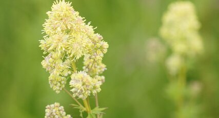 Fleur de Reine des prés