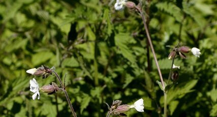 Compagnon blanc