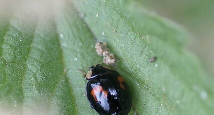 Harmonia axiridis