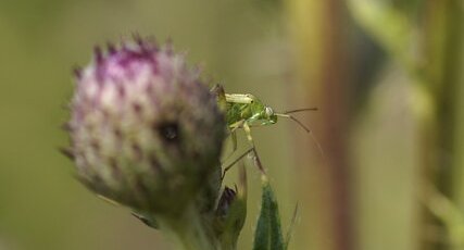 Adelphocoris sp. - sous réserve