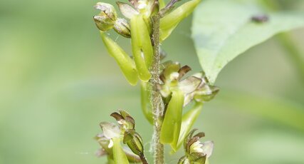 Fleurs de Listère à feuilles ovales