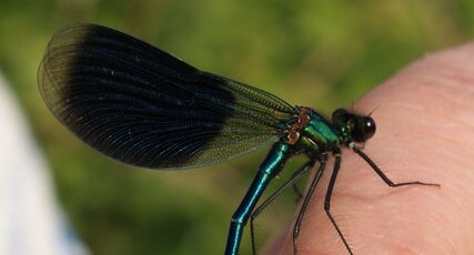 Calopteryx splendens