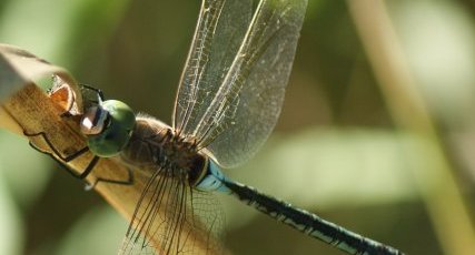 Anax parthenope